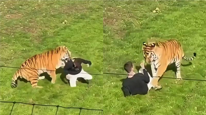 一名男子近期擅自闖入英國一處動物園的老虎圍欄,隨後遭到老虎攻擊致死。(圖/翻攝X@Rimmesfk)