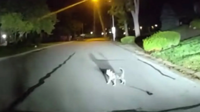 忠犬「自己帶路」找警察回家救人!奔半個街區成功拯救倒地飼主