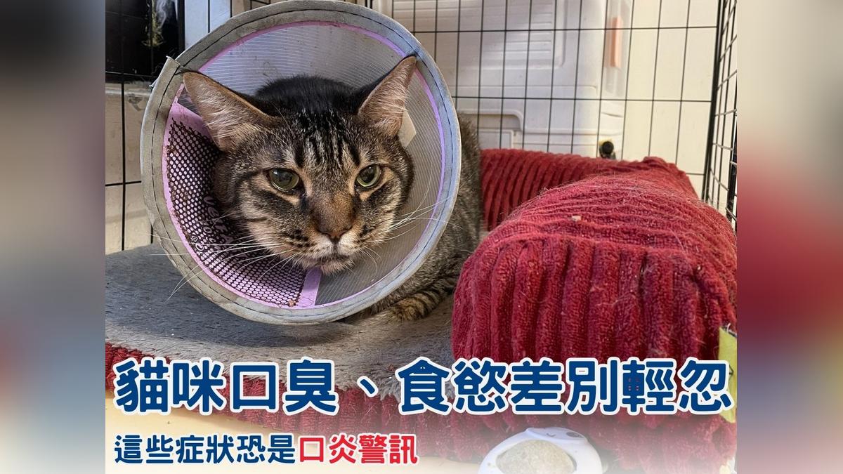 以為只是挑食?貓咪食慾不振、體重下降 小心口炎找上門