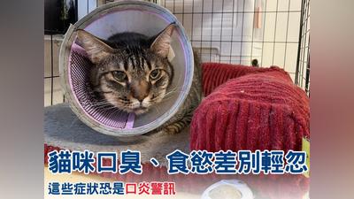 以為只是挑食?貓咪食慾不振、體重下降 小心口炎找上門
