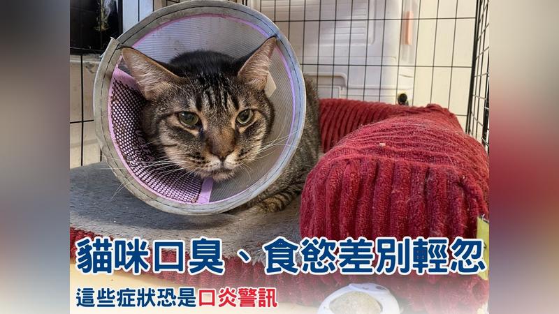 以為只是挑食?貓咪食慾不振、體重下降 小心口炎找上門