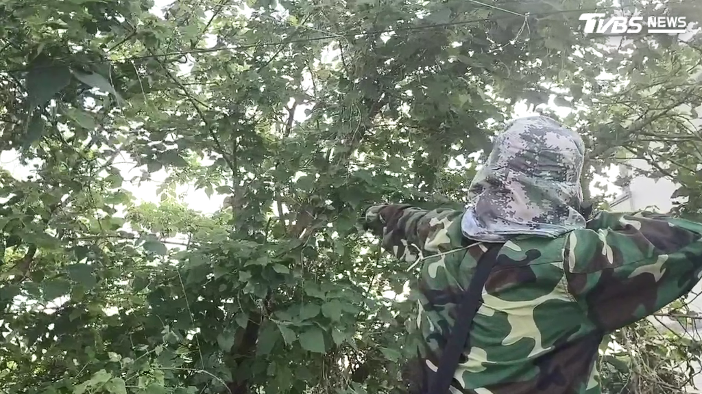 近年南部地區深受外來種綠鬣蜥侵襲困擾,才剛種下去農農作物,許多嫩芽被吃個精光,只好請來持有合格證照的獵龍達人幫忙捕抓。(圖/TVBS)