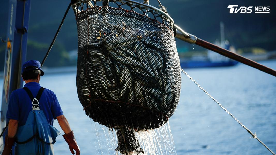 日本迎來超強聖嬰,紅甘魚業者因為成本上漲,大喊吃不消。(圖/達志影像路透社)