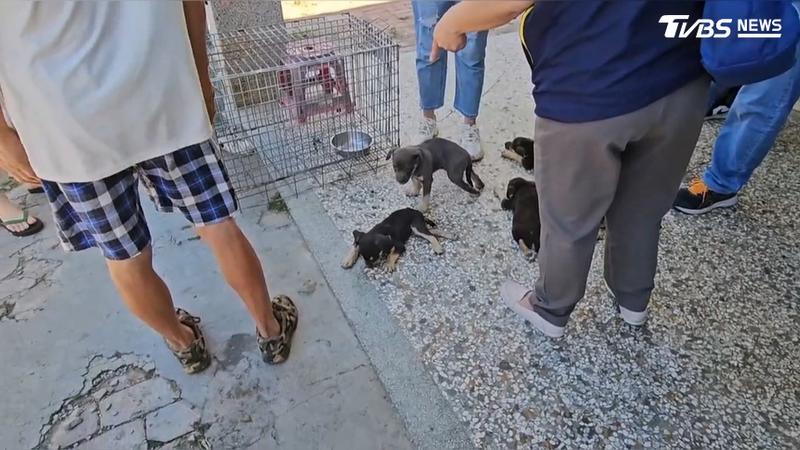 台南移工涉殺狗食用!母犬失蹤、幼犬癱瘓 鄰居錄音揭恐怖內幕(圖/TVBS)