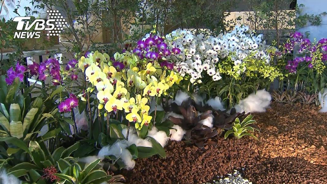 解碼台灣蘭花新未來 中研院院士楊長賢揭開「花被密碼」 產業邁向兆元新藍海
