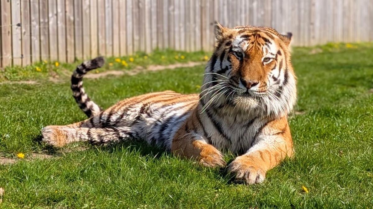 23歲男闖英國動物園圍欄「被老虎咬死」!童星身分曝光