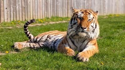 23歲男闖英國動物園圍欄「被老虎咬死」!童星身分曝光