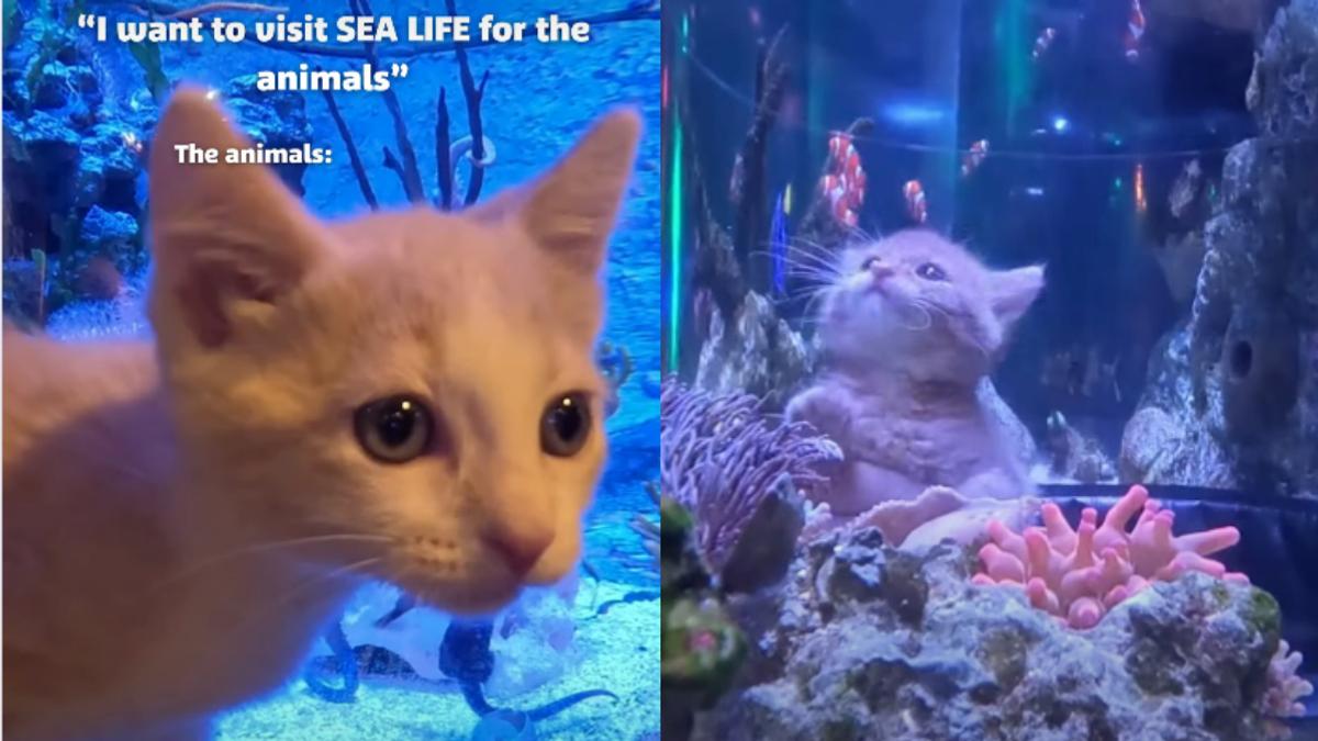 20多隻孤兒小貓逛水族館!呆看鯊魚萌翻 背後原因惹鼻酸