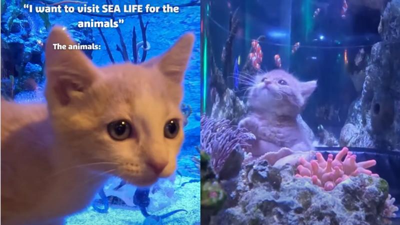 明尼蘇達州有動物救援組織帶了整群孤兒小貓去水族館校外教學。(圖/翻攝自IG@sealifeusa)