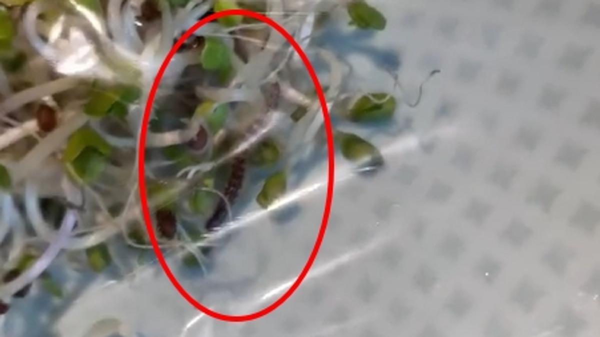 6年「米其林綠星」餐點有馬陸! 男控:換盤還在