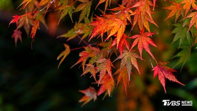 秋天賞楓衝哪裡?全台6大熱門景點一次看 這裡美到像出國