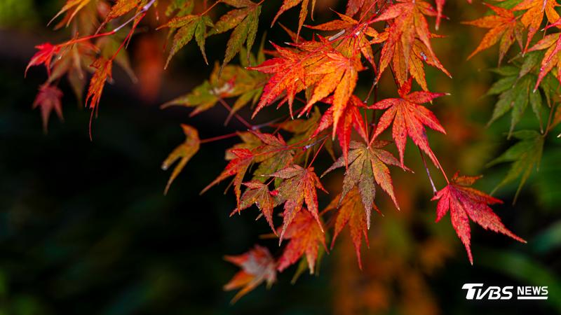 賞楓是國人秋季外出的熱門選擇。(示意圖/Shutterstock達志影像)