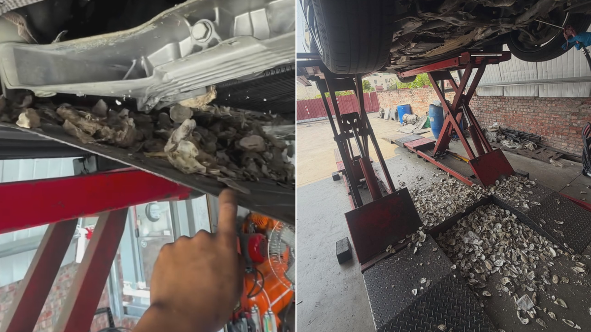 老鼠叼蚵殼築巢 百萬車底全是殼