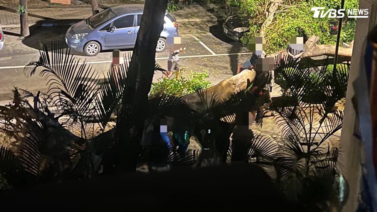 高師大宿舍旁老樹倒塌,學生驚醒