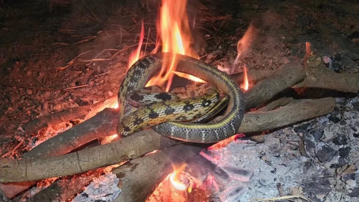 嘉義男虐殺燒屍「黑眉錦蛇」還PO網