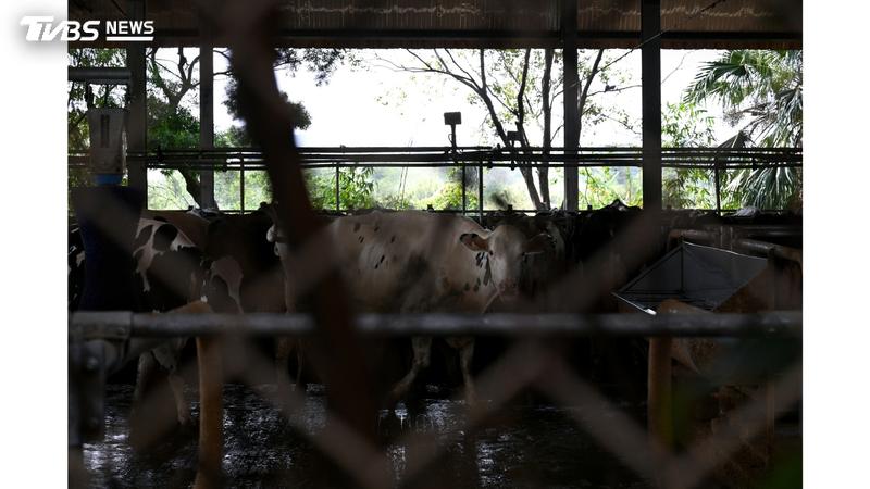 由國立臺灣大學柯采瑜、黃俐珏、梁鈺杰完成的作品「變動中的國產生乳市場與酪農」獲得第十屆《全球華文永續報導獎》學生組平面類優等獎(圖/TVBS)