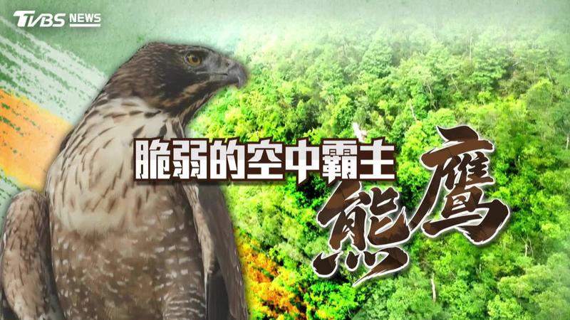 由TVBS王結玲、秦綾謙、鍾德榮、楊致中、陳詩璧、談雍雍、廖玉貞、彭嘉儀、林佳瑤、李佳綺完成的作品「脆弱的空中霸主 熊鷹」獲得第十屆《全球華文永續報導獎》專業組融媒體類優等獎
