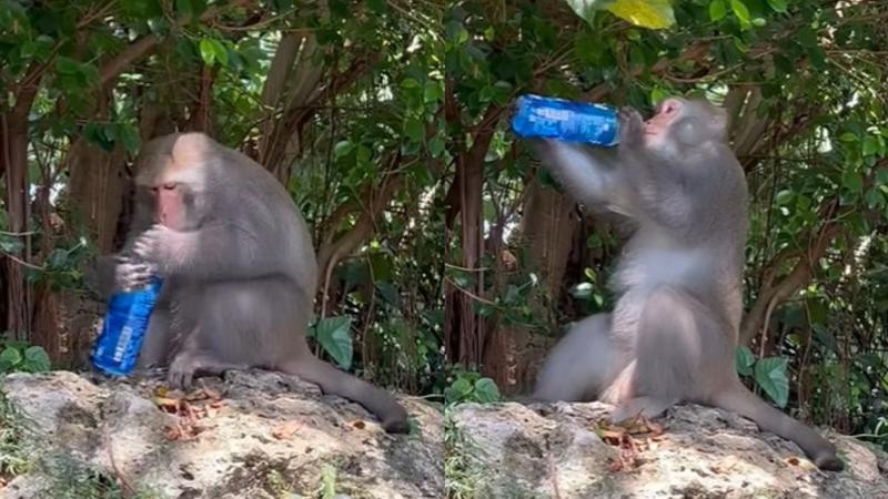 高雄壽山的台灣獼猴被目擊到懂得轉開瓶蓋喝飲品。(圖/翻攝自臉書@台灣獼猴共存推廣協會)