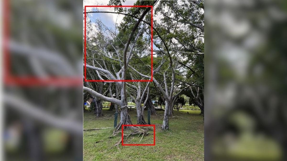 北市「李登輝樹」遭砍!局處急滅火 歷史意義在哪一次看