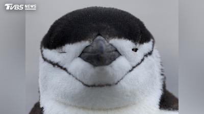 極端氣候與過度捕撈雙重打擊!南極頰帶企鵝數量雪崩 專家緊急申請變更保育等級