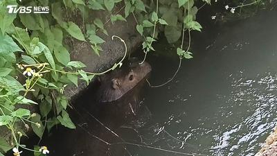 水溝驚見神秘巨獸!農民嚇壞以為山豬 網一看驚嘆:水豚君