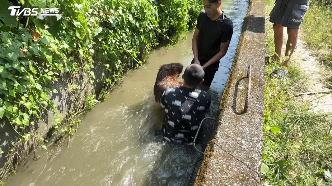 捕獲流浪寵物不能直接帶回家飼養,以免涉及侵占遺失物的法律責任。(圖/TVBS)
