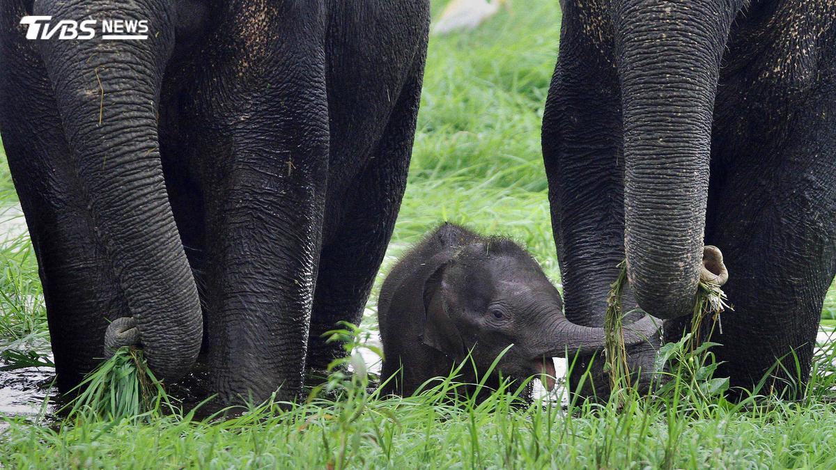 野生動物數量狂跌73% WWF揭保育復育希望