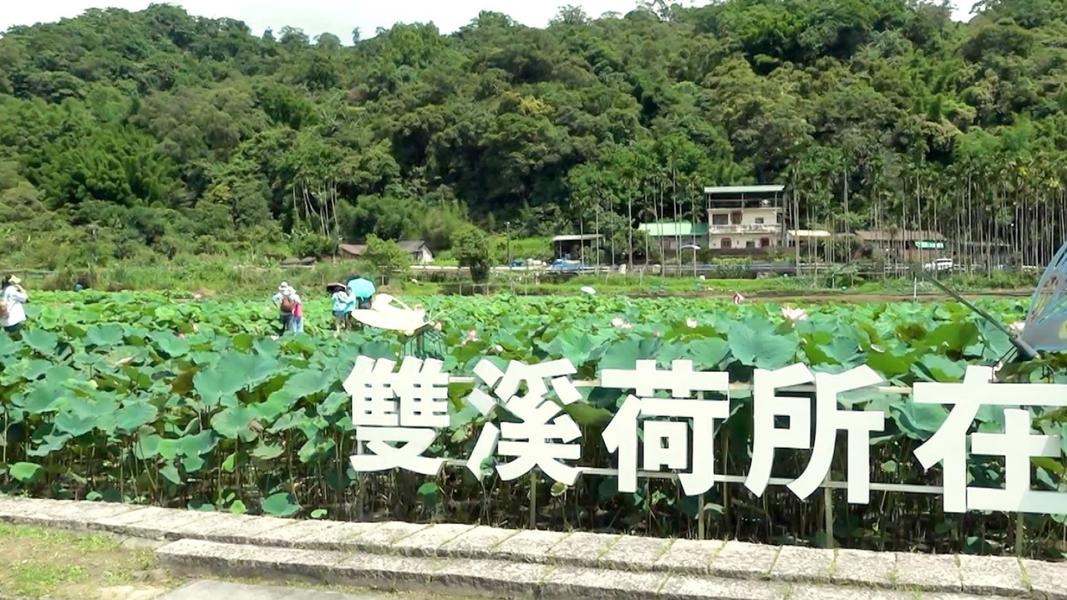 ▲ 雙溪荷所在友善田園|7公頃荷花池與翠綠田園交織,展現在地生機。(圖/新北市政府民政局)