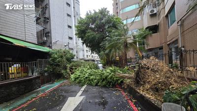 快訊/薔琵就在家門口!新店「路樹突倒塌」橫阻車道