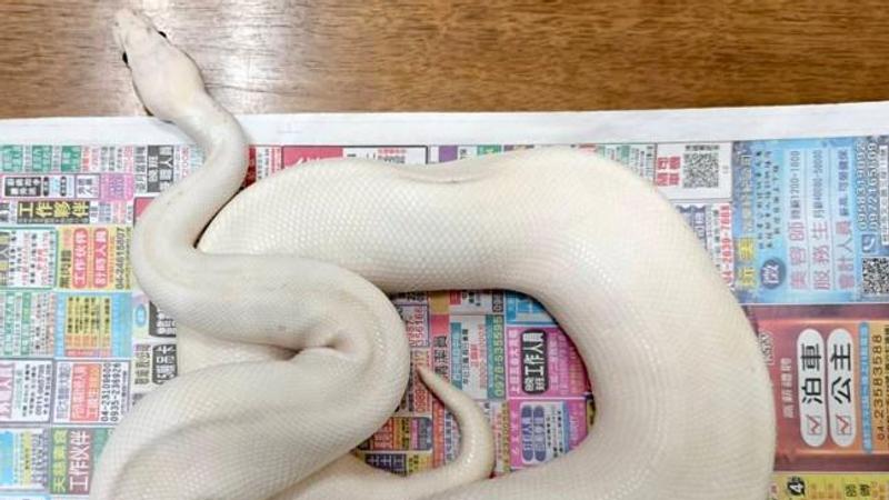 白化球蟒。(圖/彰化縣動物防疫所)
