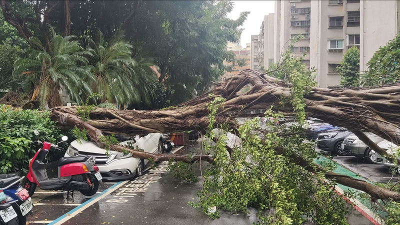 9米高大樹突然倒塌擋住雙向道路。(圖/翻攝信義區三兩事)