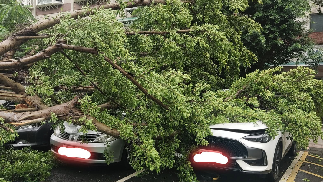 大樹倒塌時壓毀下方4輛轎車。(圖/信義區三兩事)