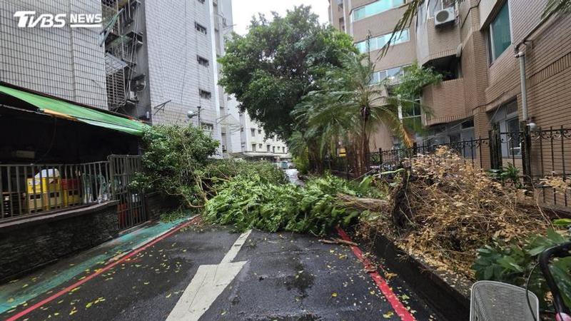薔琵颱風造成包括路樹傾倒、電線掉落或民生基礎設施毀損等災情。(圖/TVBS)