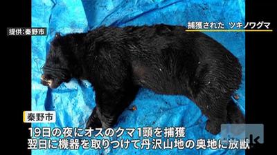 才剛抓到野放!日本黑熊「循原路殺回」公園 市府嚇壞急封路