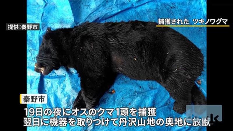 近日,一頭亞洲黑熊在秦野市出沒,於19日被捕獲。(圖/翻攝自Yahoo! Japan)