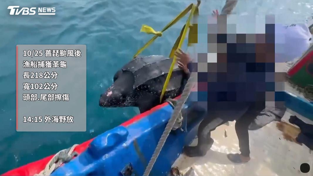 這隻革龜身長218公分、寬102公分,預估體重達上百公斤,在海保署、漁業署評估確認狀況穩定後,順利回歸大海。(圖/TVBS)