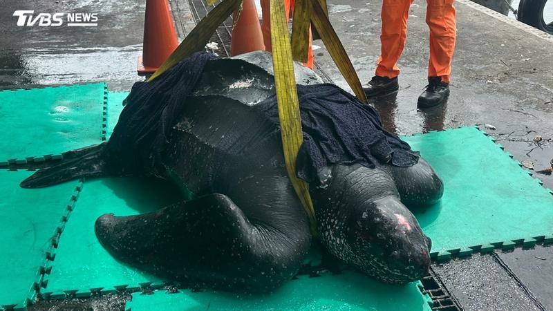 全球最大海龜「革龜」被漁船意外捕獲。(圖/TVBS)