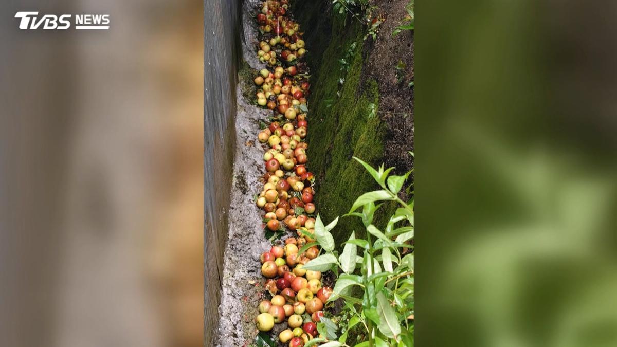 狂風肆虐梨山!蜜蘋果落滿地 果農嘆「職業受災戶」損失百萬