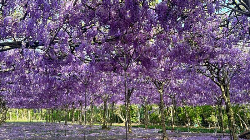 25年淡水紫藤花園熄燈。(圖/翻攝自淡水紫藤花園-二號水源園區(原紫藤咖啡園二店)臉書)