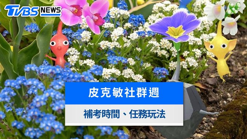皮克敏社群週2026-皮克敏社群週日期-Pikmin Bloom社群週-皮克敏社群週攻略-皮克敏補考徽章-皮克敏超難任務-皮克敏Mii限定服裝-皮克敏社群週花瓣-皮克敏11月活動-皮克敏種植員徽章