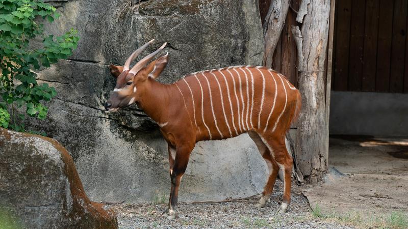 來自休士頓動物園的雄性斑哥條紋羚「Harris」,經過18小時的飛行順利抵台。(圖/台北市立動物園提供)
