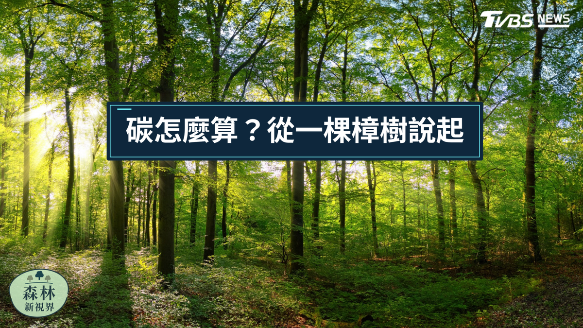樹蔭看得見,碳怎麼算?