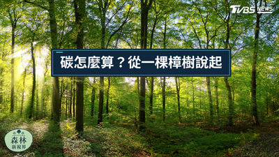 《森林新視界》種下一棵樟樹,能吸多少碳?從樹幹粗細找答案