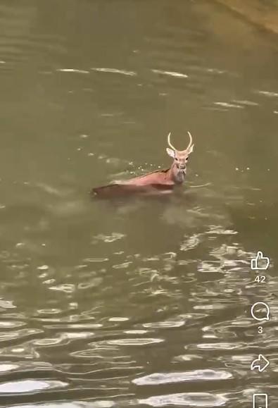(圖/關西鎮代陳忠國提供)
