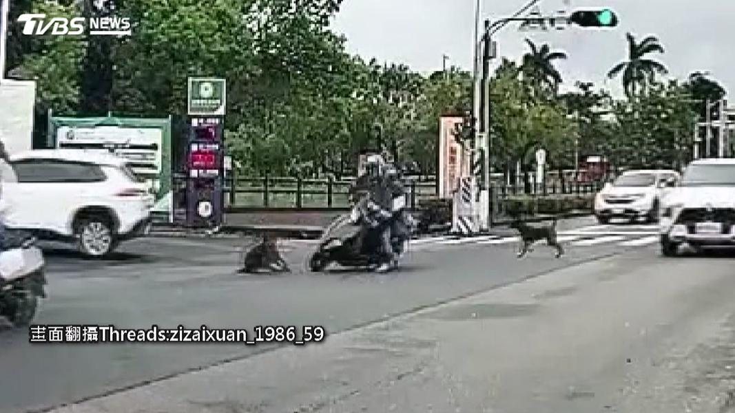 台南疑流浪犬衝路口!騎士閃不及相撞慘摔。(圖/民眾提供)