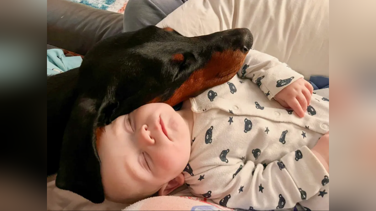 愛犬狂黏6月大嬰兒!一抱走就哀嚎 竟救了寶寶一命