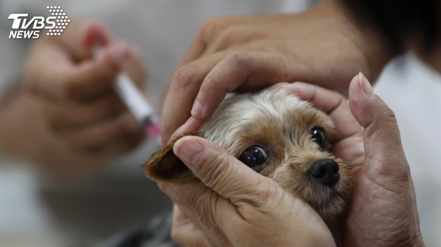 教授私製動物疫苗 嘉大:靜候司法調查