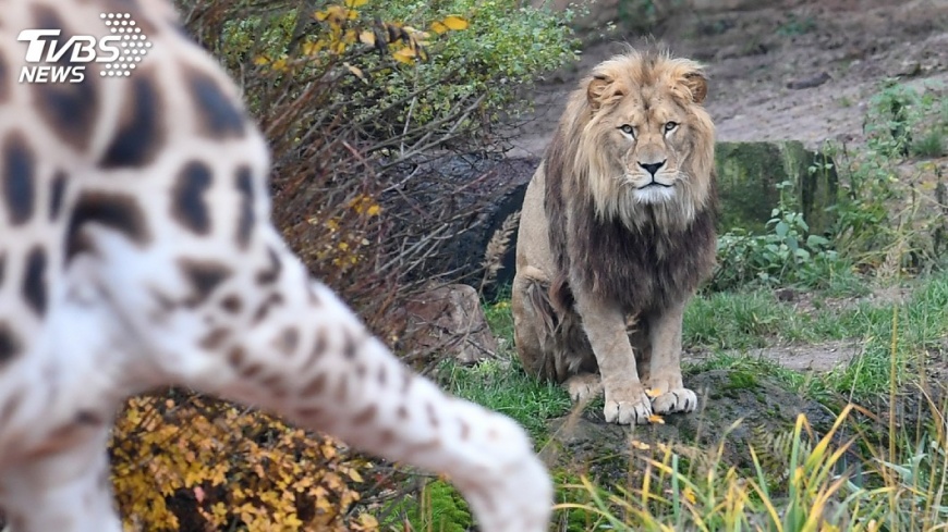 當眾殺長頸鹿餵獅子　遊動物園孩童嚇傻