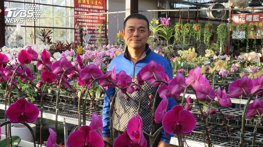 台中花農林將凱 培育近10萬株蝴蝶蘭