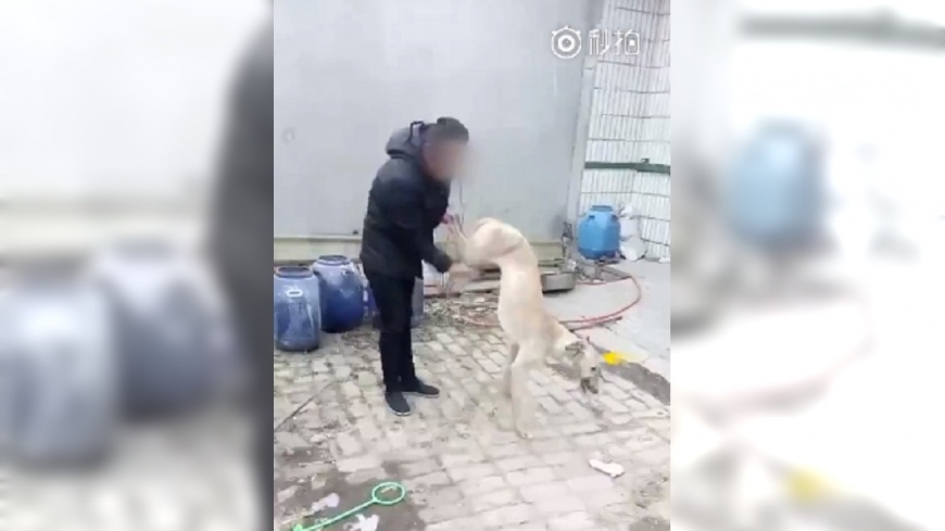 渣男賽狗賭輸 竟將狗活活摔死嗆:沒用就是要吃掉